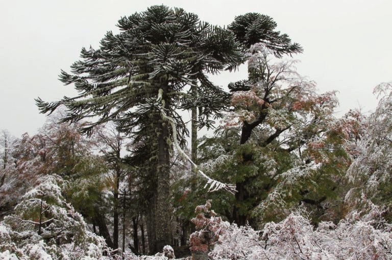 Fresh snow on araucaria trees